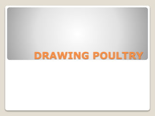 DRAWING POULTRY
 
