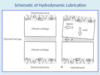 Comprehensive Overview of Joint Lubrication Mechanisms in Synovial ...