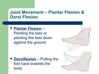 Joint Movement – Plantar Flexion &
Dorsi Flexion
 Plantar Flexion –
Pointing the toes or
planting the toes down
against the ground
 Dorsiflexion – Pulling the
foot back towards the
body
 
