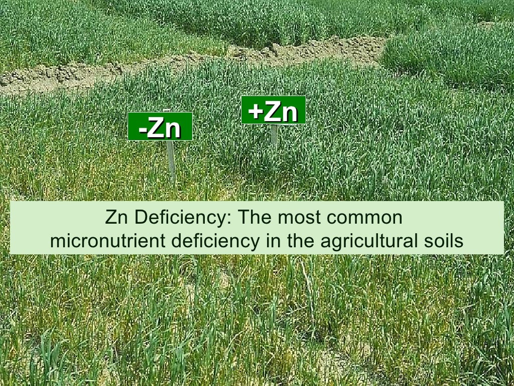 Zinc Fertilizer Program