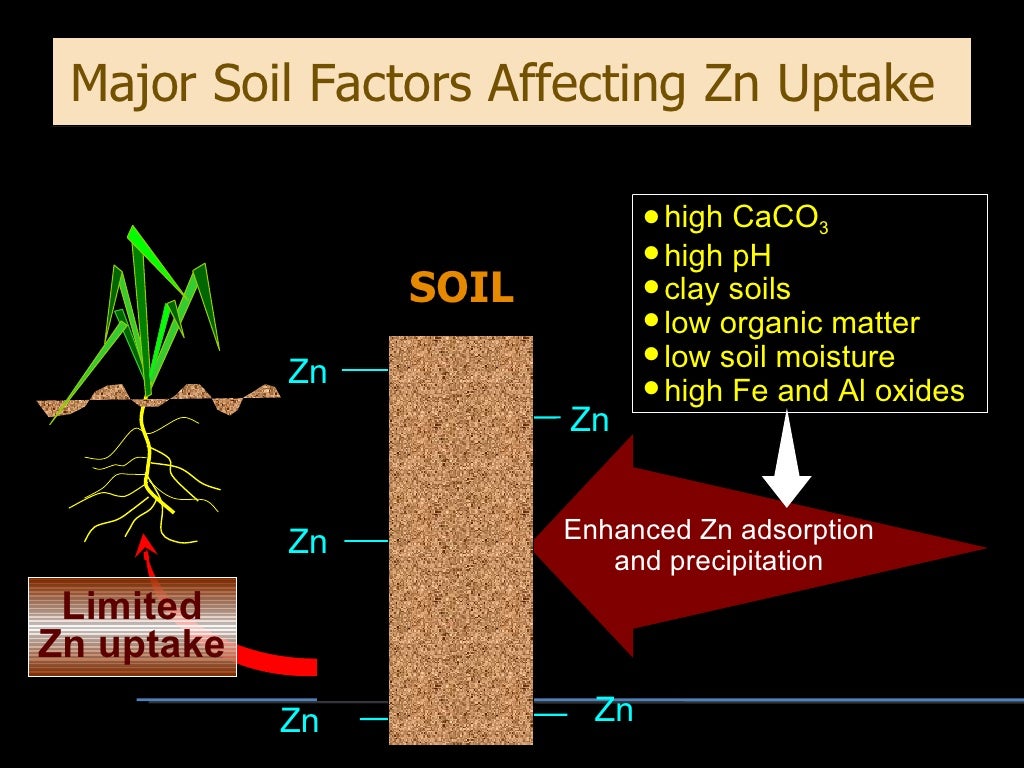 Zinc Fertilizer Program