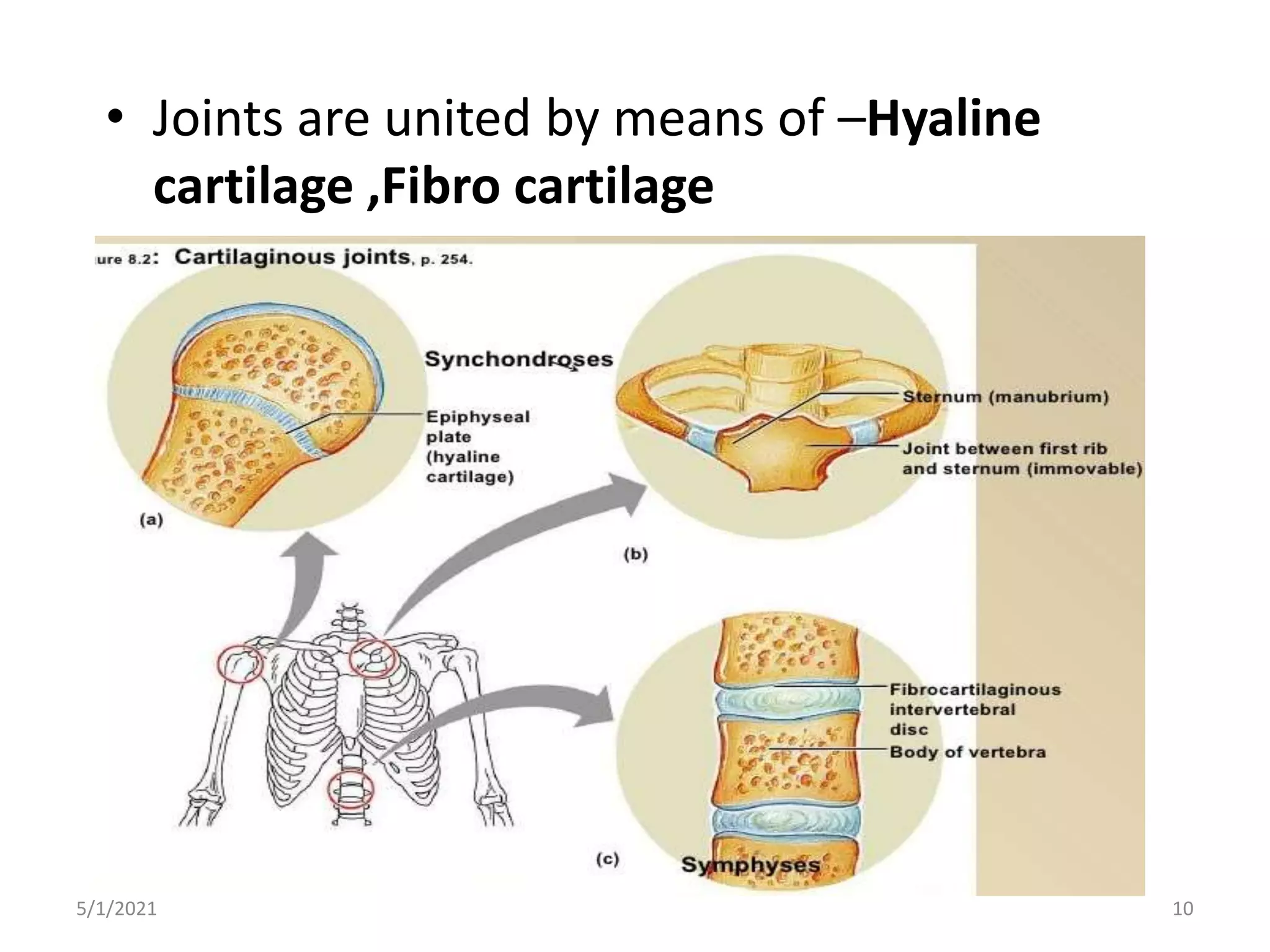 • Joints are united by means of –Hyaline
cartilage ,Fibro cartilage
5/1/2021 10
 