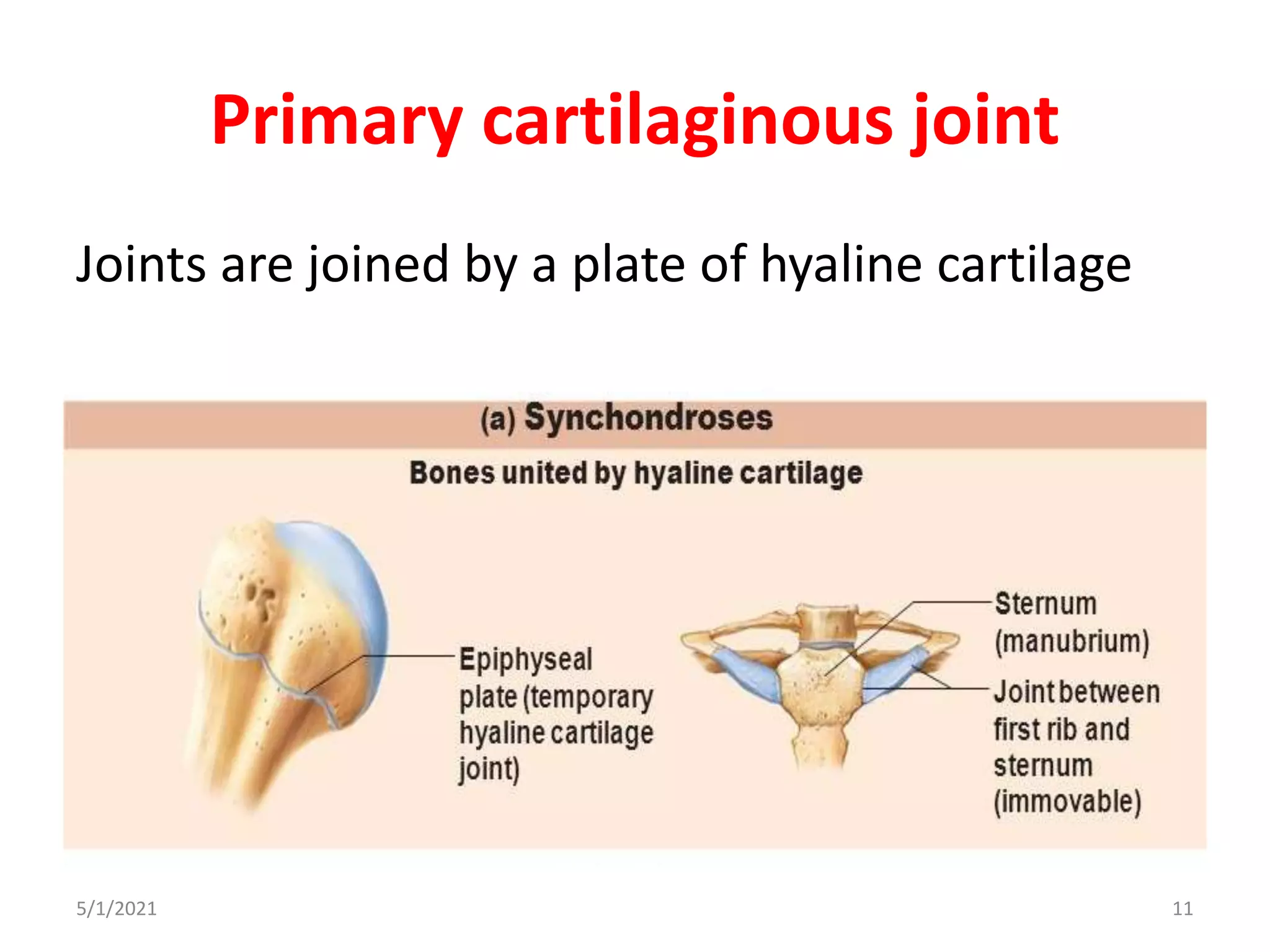 Primary cartilaginous joint
Joints are joined by a plate of hyaline cartilage
5/1/2021 11
 