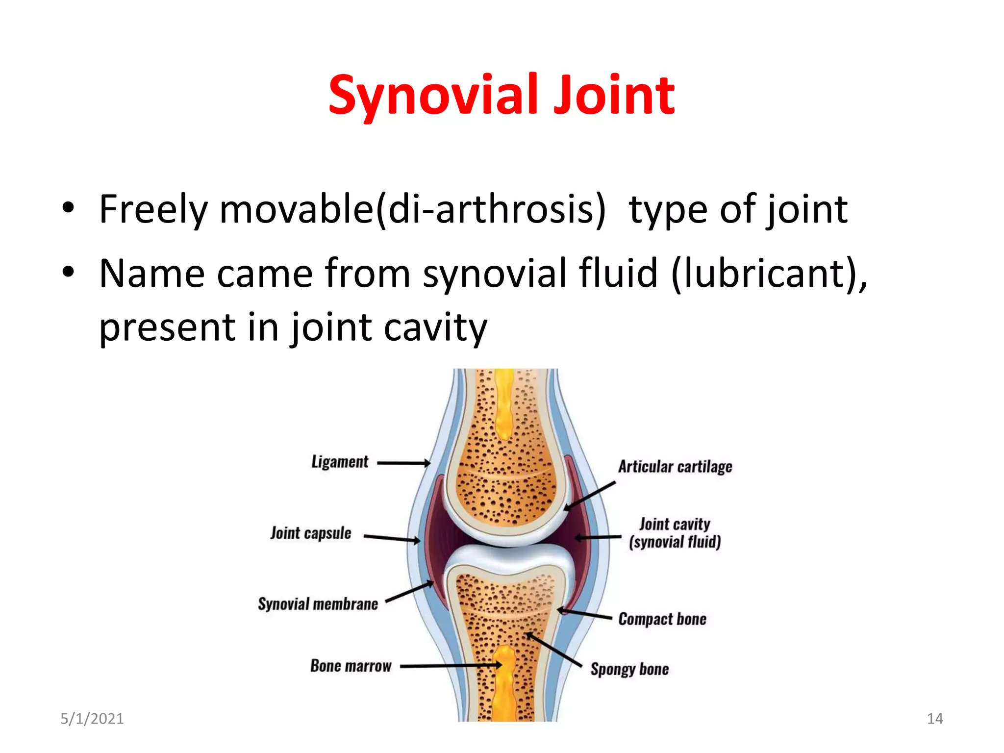 Synovial Joint
• Freely movable(di-arthrosis) type of joint
• Name came from synovial fluid (lubricant),
present in joint cavity
5/1/2021 14
 