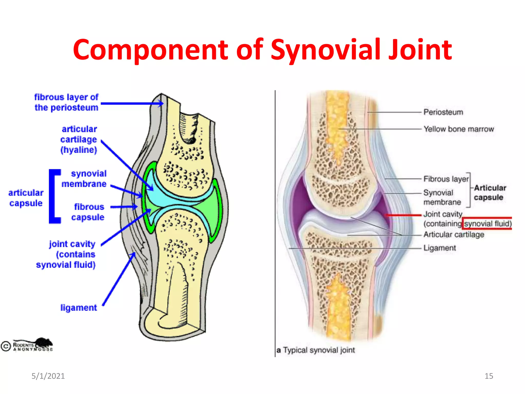 Component of Synovial Joint
5/1/2021 15
 