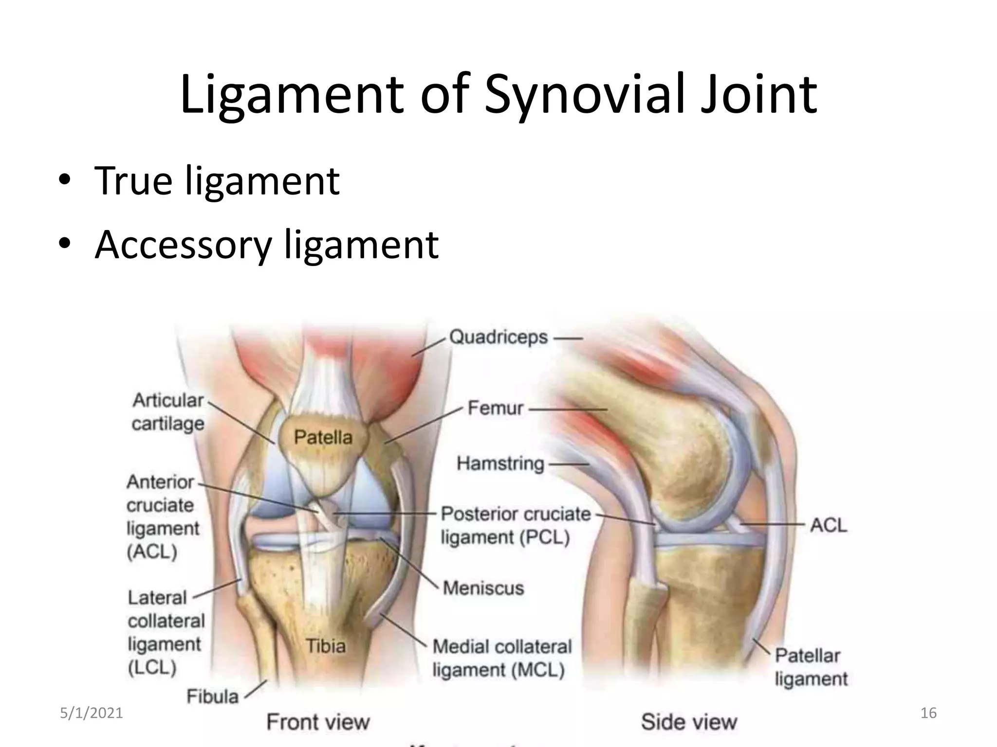 Ligament of Synovial Joint
• True ligament
• Accessory ligament
5/1/2021 16
 