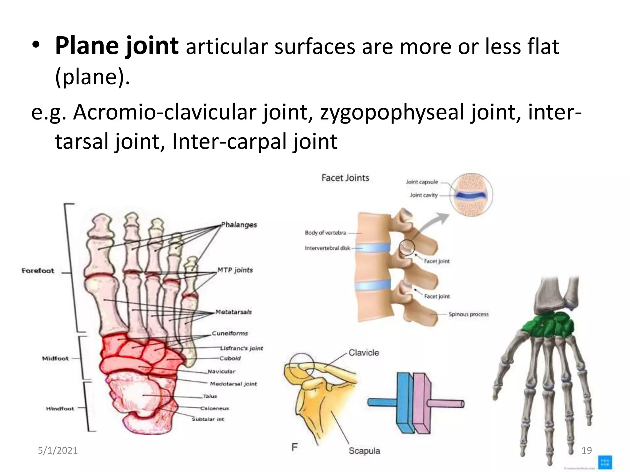 • Plane joint articular surfaces are more or less flat
(plane).
e.g. Acromio-clavicular joint, zygopophyseal joint, inter-
tarsal joint, Inter-carpal joint
5/1/2021 19
 