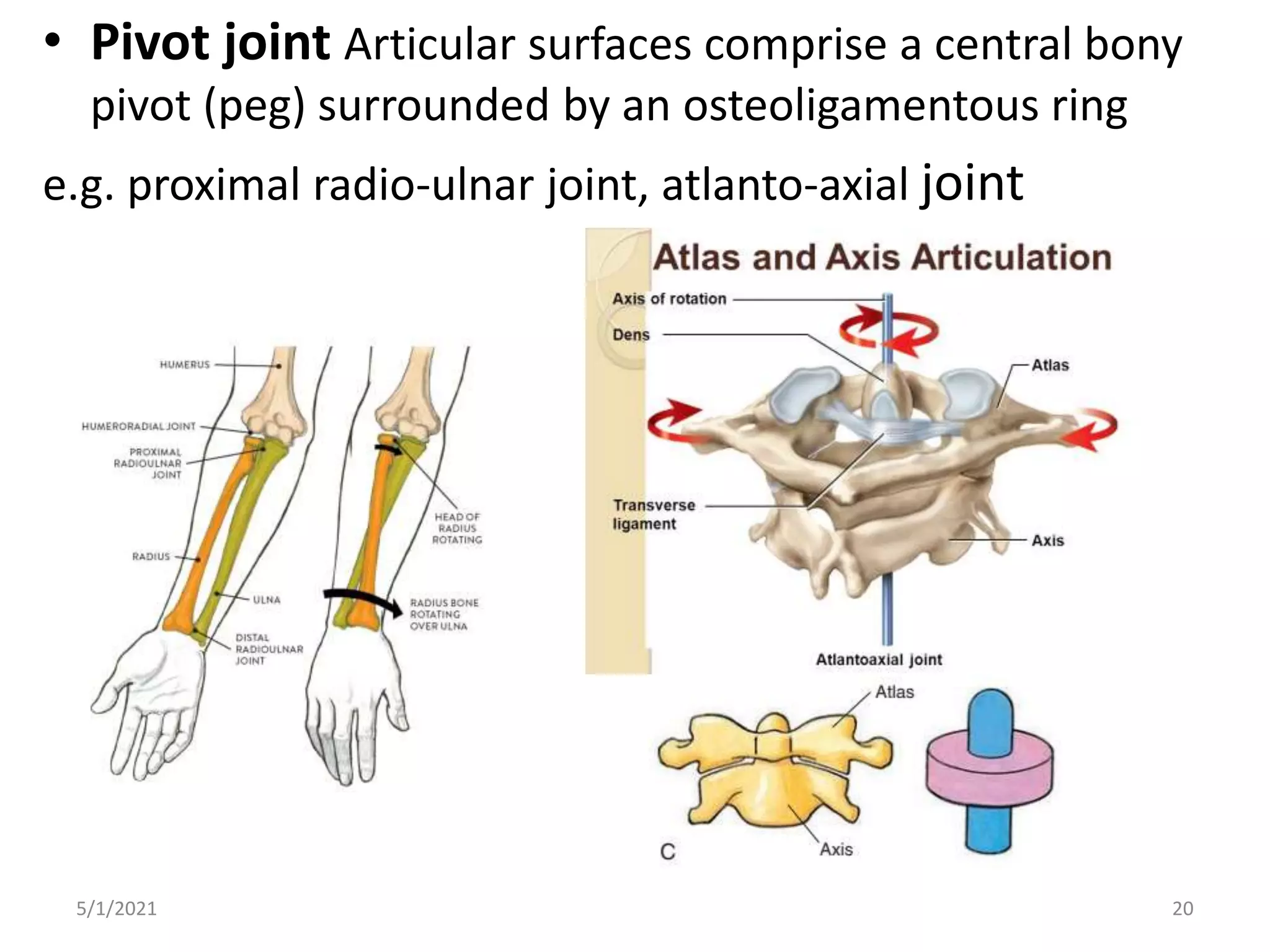 • Pivot joint Articular surfaces comprise a central bony
pivot (peg) surrounded by an osteoligamentous ring
e.g. proximal radio-ulnar joint, atlanto-axial joint
5/1/2021 20
 