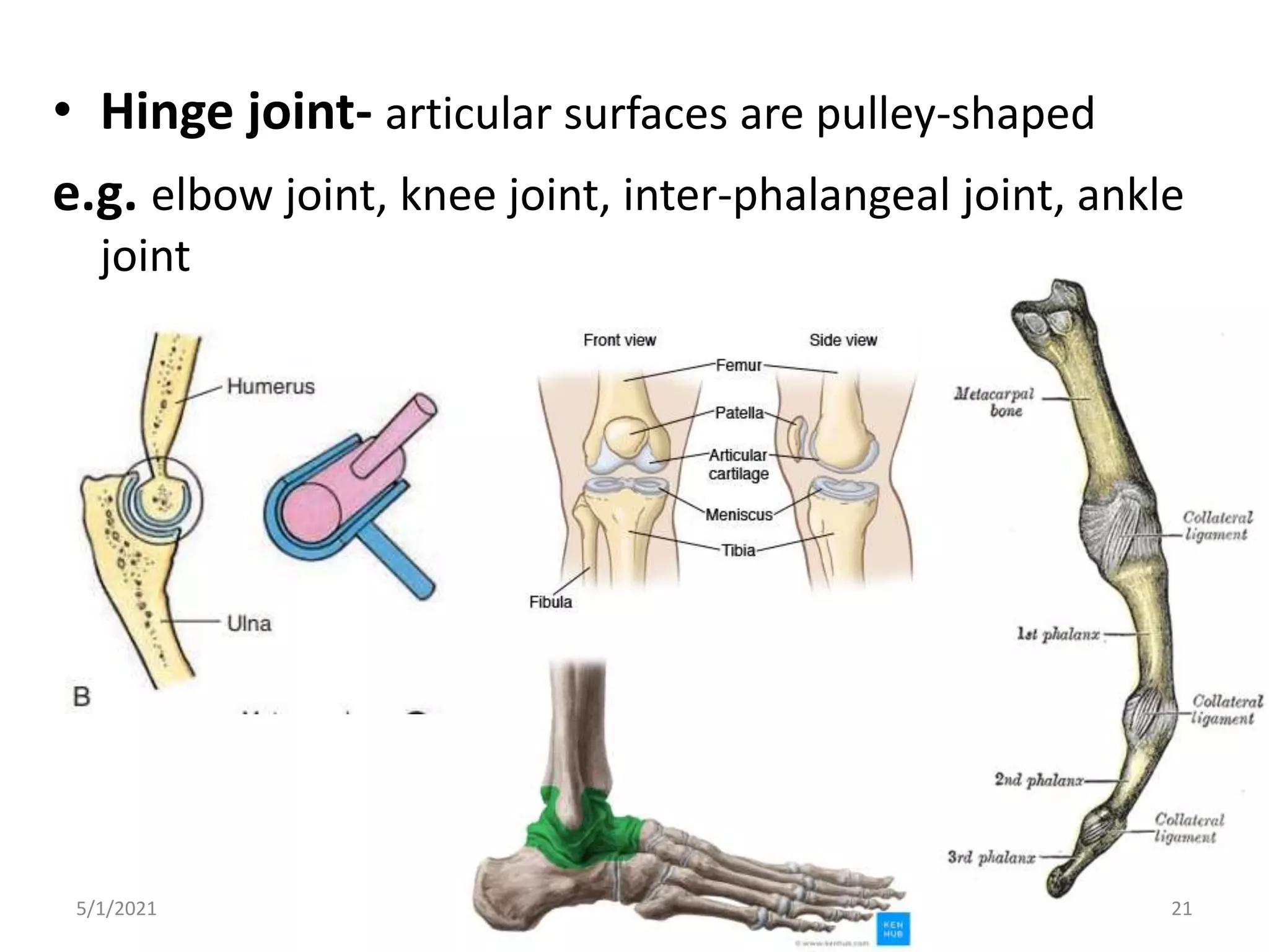 • Hinge joint- articular surfaces are pulley-shaped
e.g. elbow joint, knee joint, inter-phalangeal joint, ankle
joint
5/1/2021 21
 