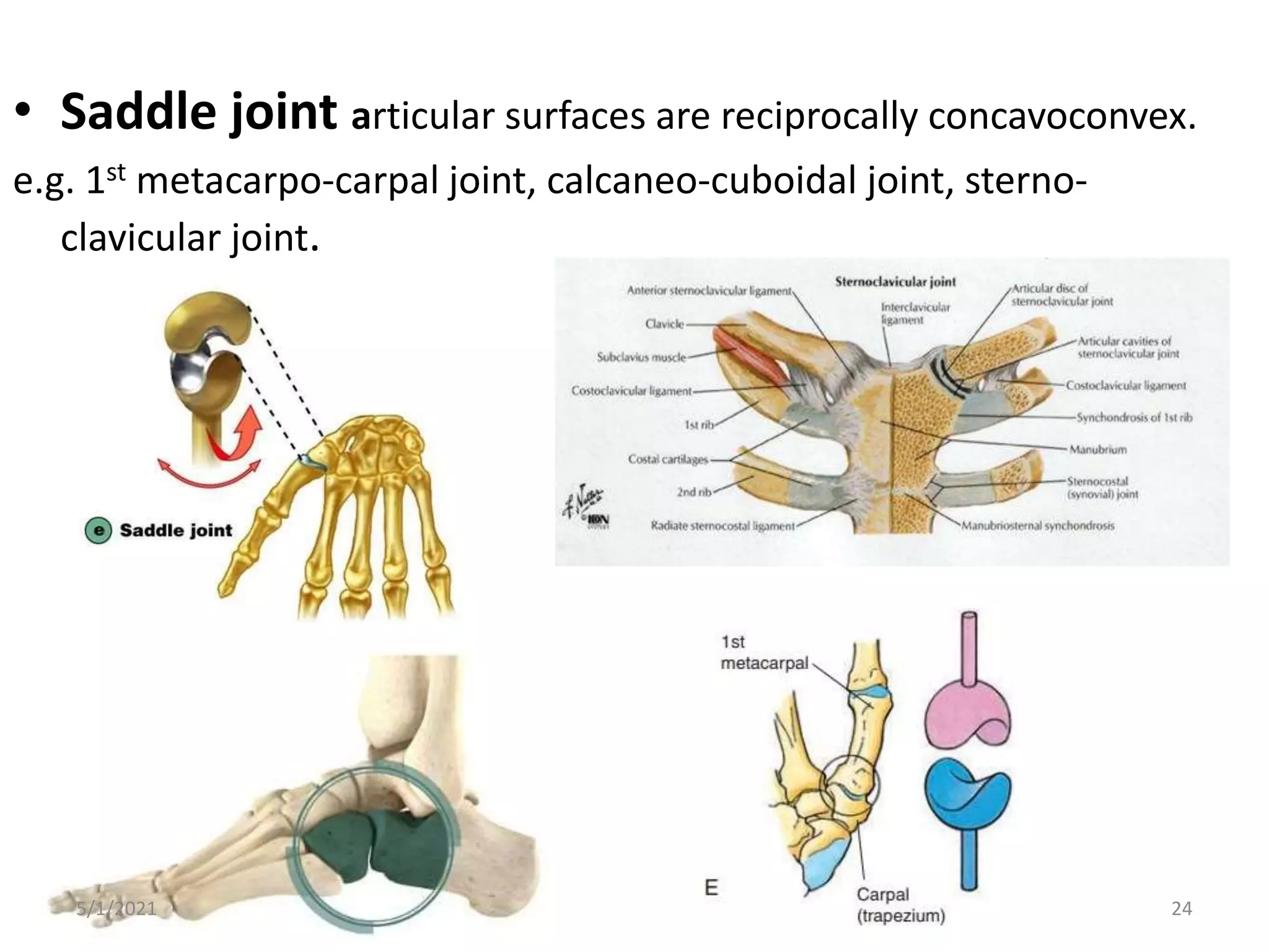 • Saddle joint articular surfaces are reciprocally concavoconvex.
e.g. 1st metacarpo-carpal joint, calcaneo-cuboidal joint, sterno-
clavicular joint.
5/1/2021 24
 