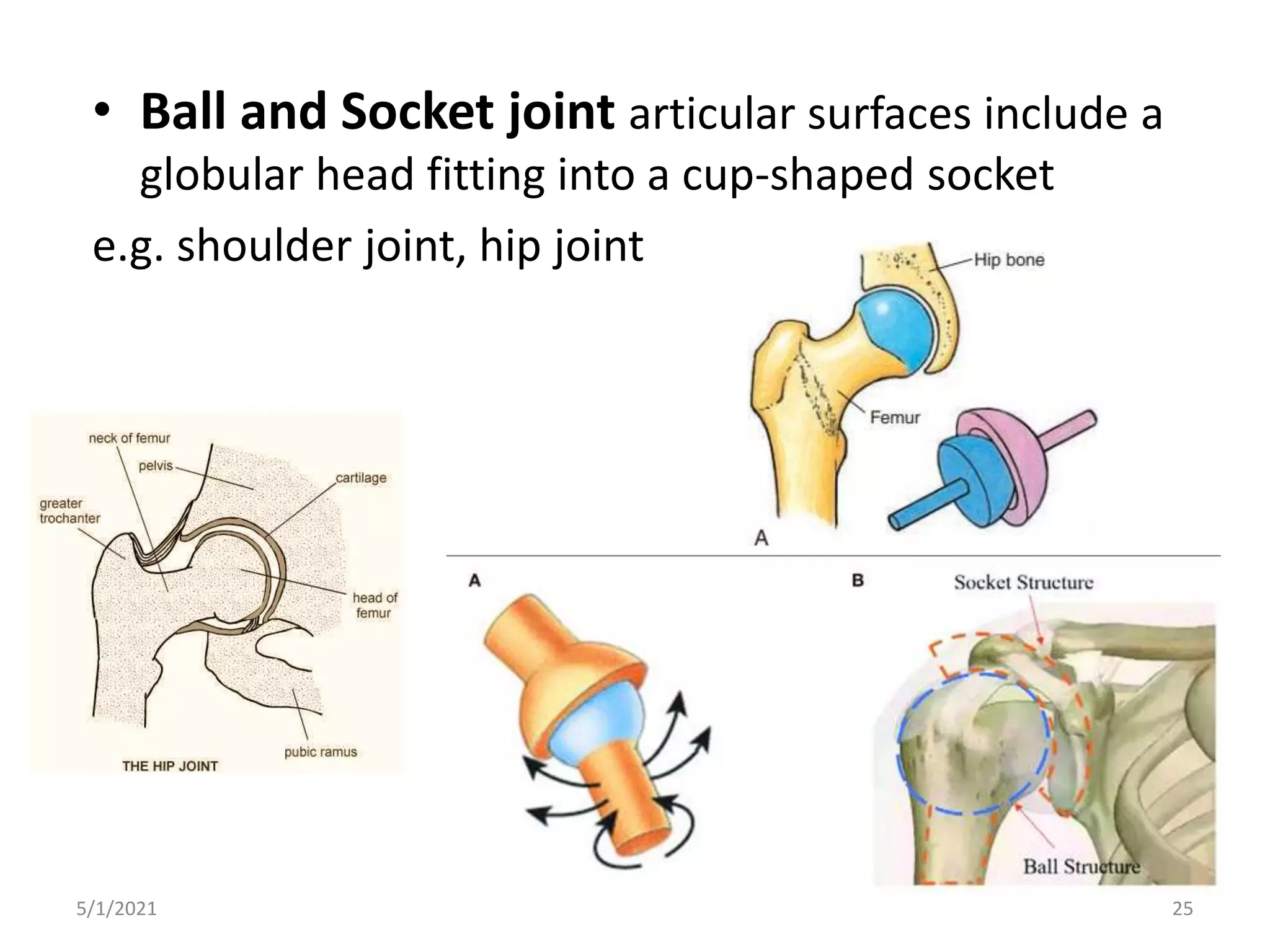 • Ball and Socket joint articular surfaces include a
globular head fitting into a cup-shaped socket
e.g. shoulder joint, hip joint
5/1/2021 25
 