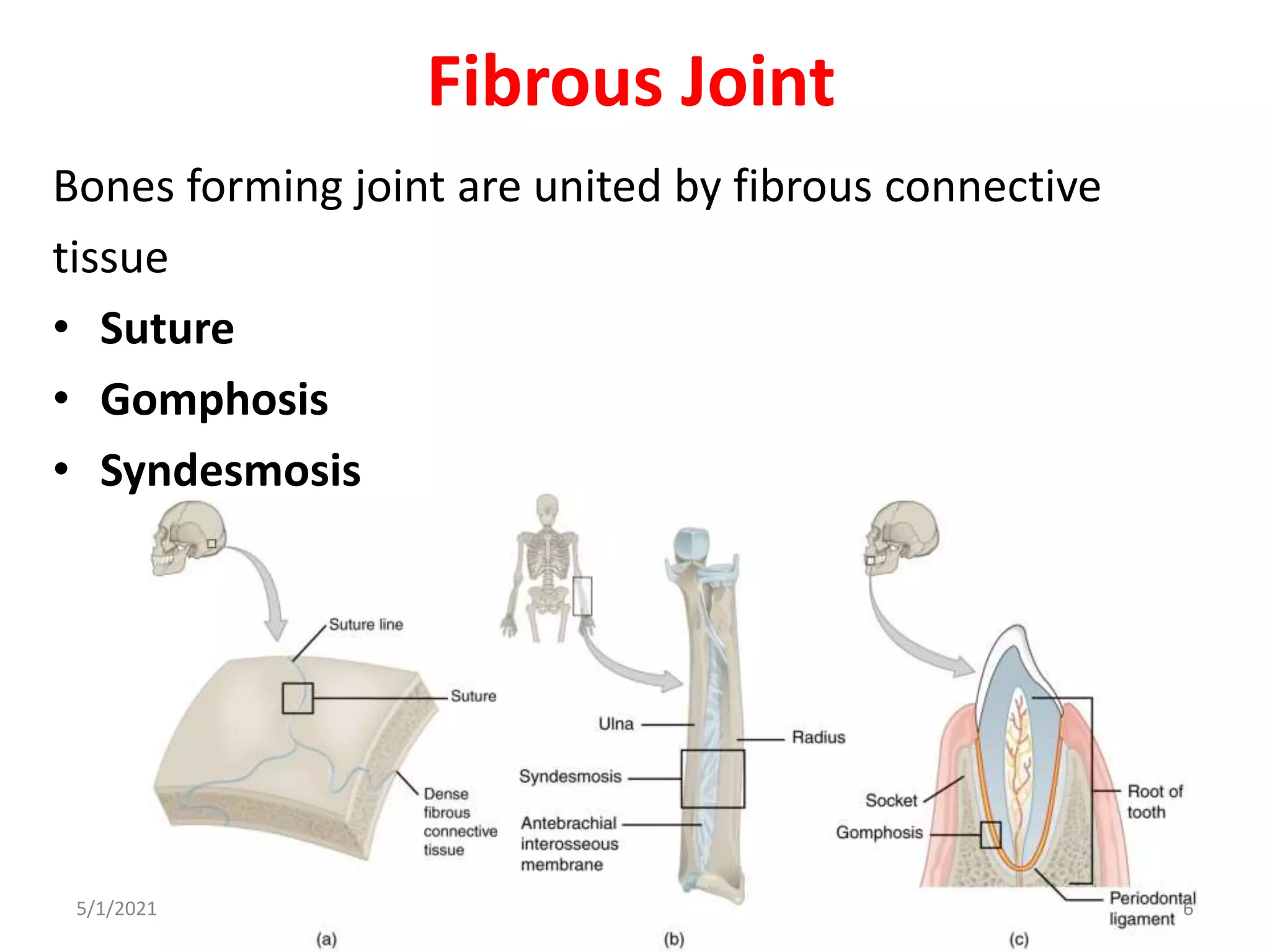 Fibrous Joint
Bones forming joint are united by fibrous connective
tissue
• Suture
• Gomphosis
• Syndesmosis
5/1/2021 6
 