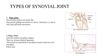 TYPES OF SYNOVIAL JOINT
1. Plane joints
The articular surfaces are nearly flat
They permit gliding movements in various directions, i.e. side to
side, back and forth movements
2. Hinge Joints
Articular surfaces are pulley-shaped.
There are strong collateral ligaments.
Movements are permitted in one plane around a transverse axis.
Examples:
Elbow joint
 