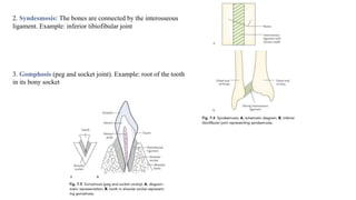 2. Syndesmosis: The bones are connected by the interosseous
ligament. Example: inferior tibiofibular joint
3. Gomphosis (peg and socket joint). Example: root of the tooth
in its bony socket
 