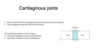 Cartilaginous joints
• Joints in which the bones forming the joint are united by means of cartilage.
• The cartilaginous joints also lack the joint cavity.
The cartilaginous joints are of two types—
1. Primary cartilaginous joints (synchondroses)
2. Secondary cartilaginous joints (symphyses):
 