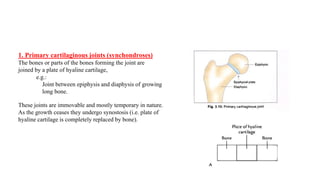 1. Primary cartilaginous joints (synchondroses)
The bones or parts of the bones forming the joint are
joined by a plate of hyaline cartilage,
e.g.:
Joint between epiphysis and diaphysis of growing
long bone.
These joints are immovable and mostly temporary in nature.
As the growth ceases they undergo synostosis (i.e. plate of
hyaline cartilage is completely replaced by bone).
 