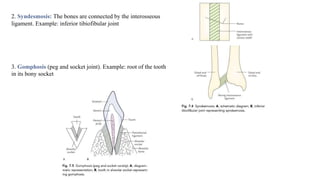 2. Syndesmosis: The bones are connected by the interosseous
ligament. Example: inferior tibiofibular joint
3. Gomphosis (p...