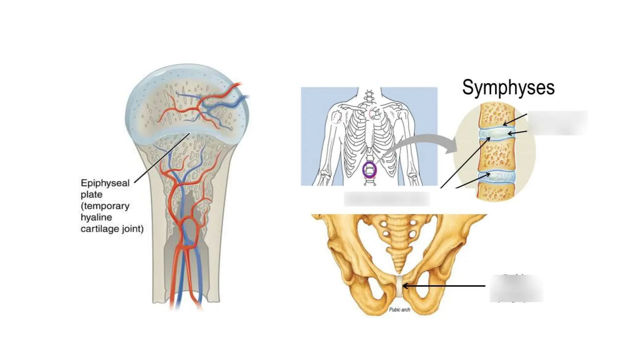 JOINTS IN THE HUMAN BODY ANATOMY TYPES FUNCTION visual data 6