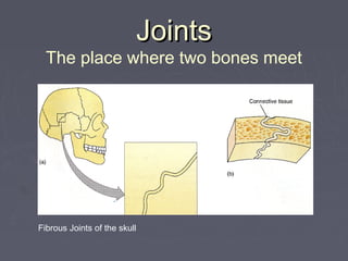 Joints

The place where two bones meet

Fibrous Joints of the skull

 
