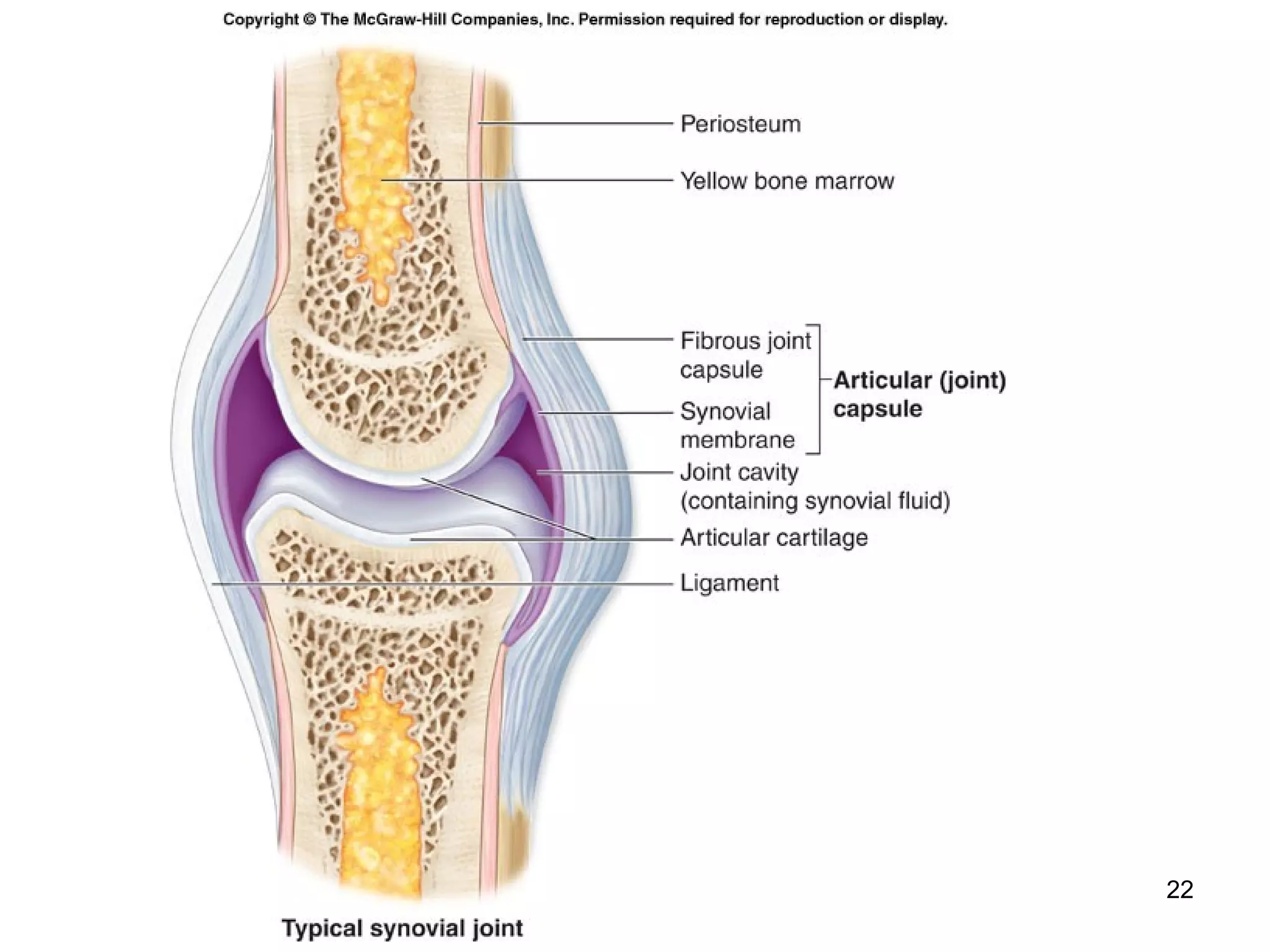 22
Insert Fig. 9.4 Synovial Joints
 