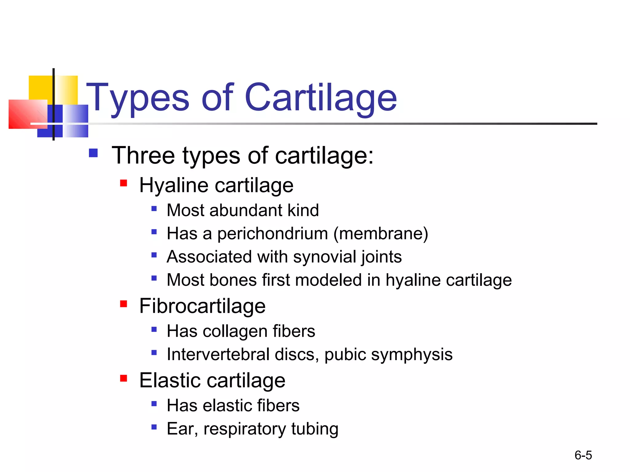 6-5
Types of Cartilage
 Three types of cartilage:
 Hyaline cartilage

Most abundant kind

Has a perichondrium (membrane)

Associated with synovial joints

Most bones first modeled in hyaline cartilage
 Fibrocartilage

Has collagen fibers

Intervertebral discs, pubic symphysis
 Elastic cartilage

Has elastic fibers

Ear, respiratory tubing
 