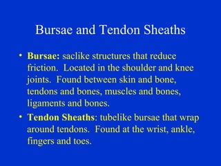 Bursae and Tendon Sheaths
• Bursae: saclike structures that reduce
friction. Located in the shoulder and knee
joints. Found between skin and bone,
tendons and bones, muscles and bones,
ligaments and bones.
• Tendon Sheaths: tubelike bursae that wrap
around tendons. Found at the wrist, ankle,
fingers and toes.
 