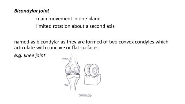 what are the primary movements of the knee joint what are the primary movements of the knee joint