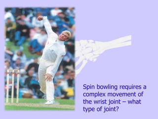 Spin bowling requires a
complex movement of
the wrist joint – what
type of joint?
 