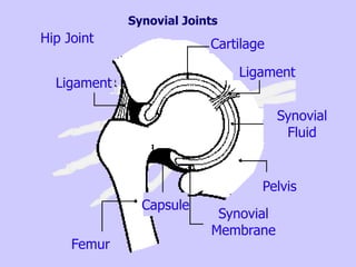Synovial Joints
Ligament
Cartilage
Ligament
Synovial
Fluid
Pelvis
Synovial
Membrane
Capsule
Femur
Hip Joint
 