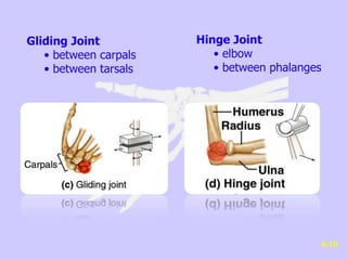 Gliding Joint
• between carpals
• between tarsals
Hinge Joint
• elbow
• between phalanges
8-10
 