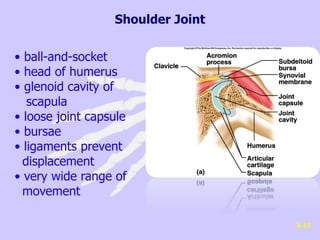 • ball-and-socket
• head of humerus
• glenoid cavity of
scapula
• loose joint capsule
• bursae
• ligaments prevent
displacement
• very wide range of
movement
8-15
Shoulder Joint
 