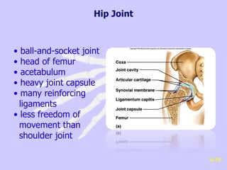 • ball-and-socket joint
• head of femur
• acetabulum
• heavy joint capsule
• many reinforcing
ligaments
• less freedom of
movement than
shoulder joint
8-19
Hip Joint
 