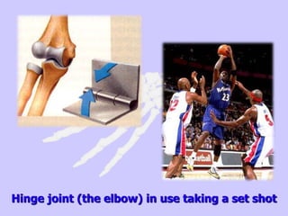 Hinge joint (the elbow) in use taking a set shot
 