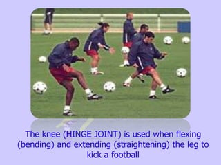 The knee (HINGE JOINT) is used when flexing
(bending) and extending (straightening) the leg to
kick a football
 