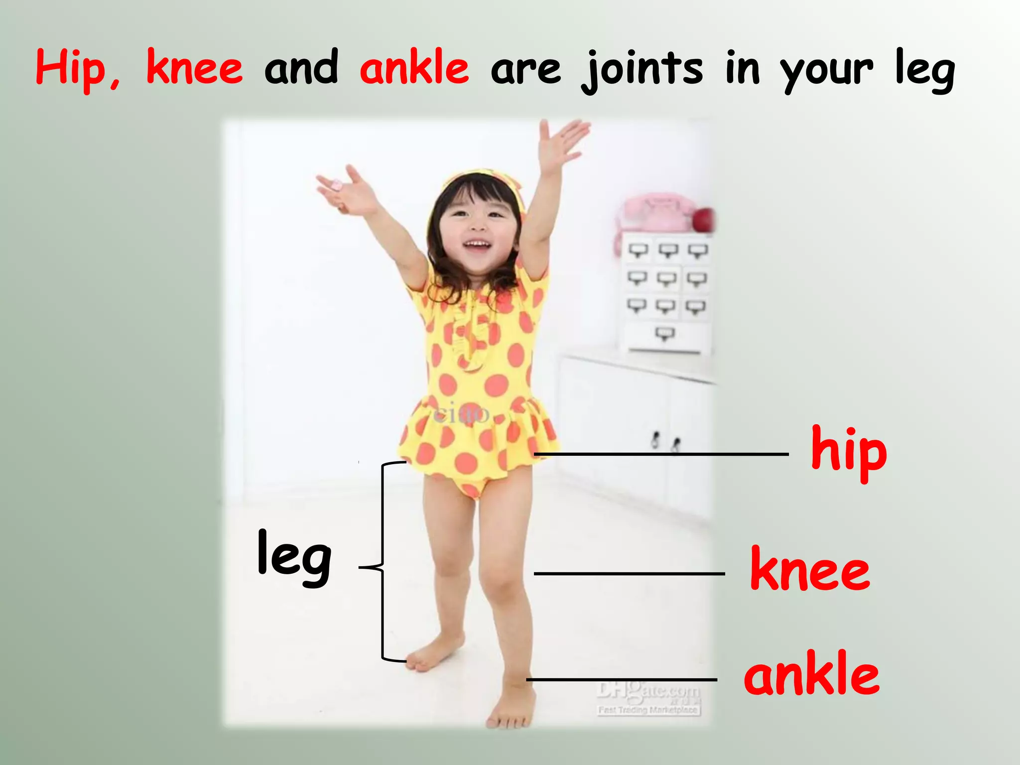 Hip, knee and ankle are joints in your leg
ankle
knee
hip
leg