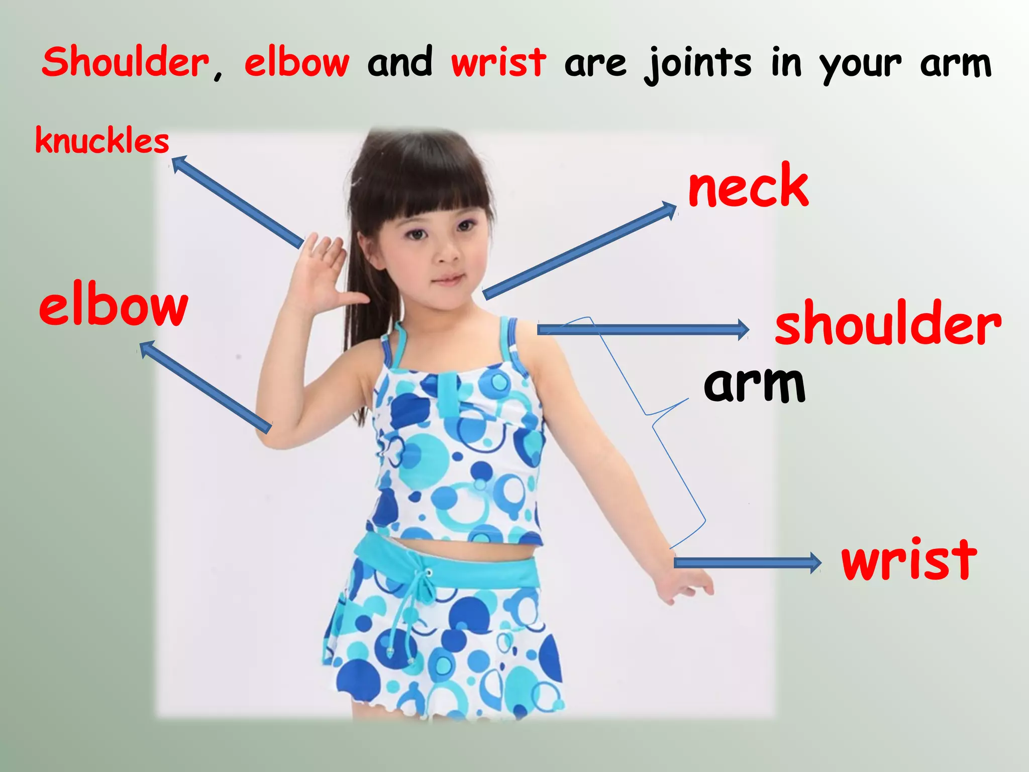 Shoulder, elbow and wrist are joints in your arm
shoulder
wrist
elbow
arm
neck
knuckles