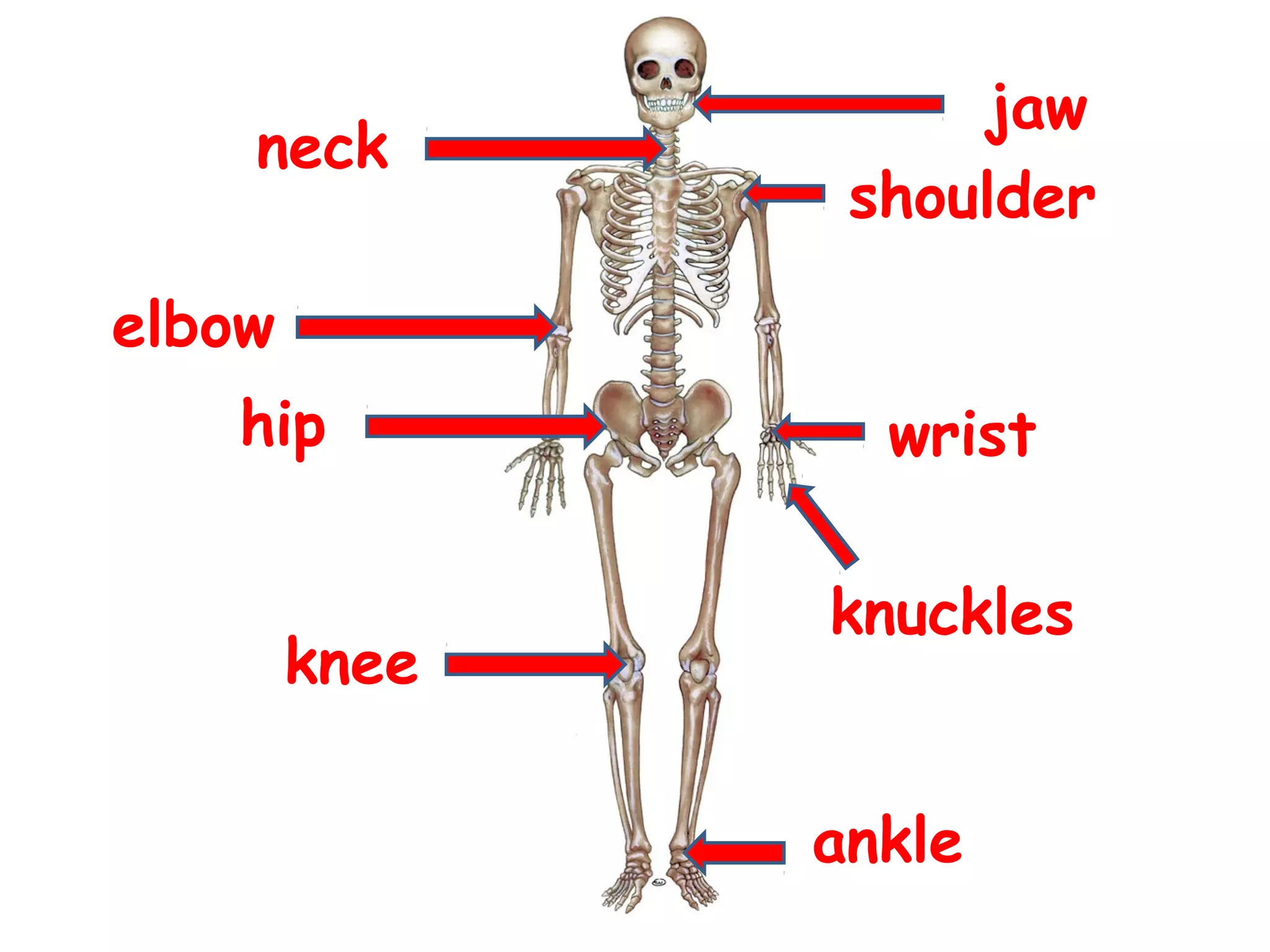 elbow
neck
knee
shoulder
ankle
wrist
jaw
hip
knuckles