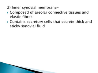 2) Inner synovial membrane-
 Composed of areolar connective tissues and
elastic fibres
 Contains secretory cells that secrete thick and
sticky synovial fluid
 