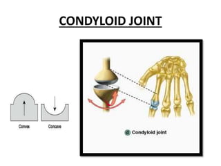 CONDYLOID JOINT
 