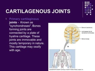 CARTILAGENOUS JOINTS
 Primary cartilaginous
joints - Known as
"synchondroses". Bones
forming joints are
connected by a plate of
hyaline cartilage. These
joints are immovable and
mostly temporary in nature.
This cartilage may ossify
with age.
 