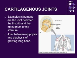 CARTILAGENOUS JOINTS
 Examples in humans
are the joint between
the first rib and the
manubrium of the
sternum
 Joint between epiphysis
and diaphysis of
growing long bone.
 