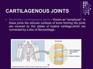 CARTILAGENOUS JOINTS
 Secondary cartilaginous joints - Known as "symphysis". In
these joints the articular surfaces of bone forming the joints
are covered by thin plates of hyaline cartilage,which are
connected by a disc of fibrocartilage.
 