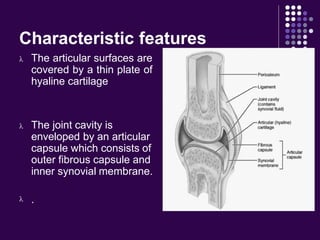 Characteristic features
 The articular surfaces are
covered by a thin plate of
hyaline cartilage
 The joint cavity is
enveloped by an articular
capsule which consists of
outer fibrous capsule and
inner synovial membrane.
 .
 