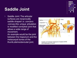 Saddle Joint
 Saddle Joint: The articular
surfaces are reciprocally
saddle shaped i.e .concavo
-convex.this unique artiulation
is modified condyloid joint that
allows a wide range of
movement.
An example would be the joint
between the trapezium and the
metacarpal bones of the
thumb,sternoclavicular joint.
 
