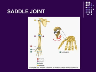 SADDLE JOINT
 