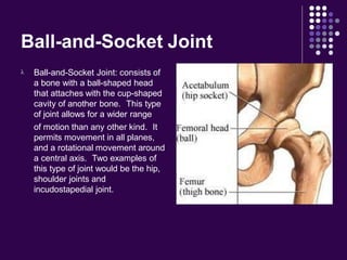 Ball-and-Socket Joint
 Ball-and-Socket Joint: consists of
a bone with a ball-shaped head
that attaches with the cup-shaped
cavity of another bone. This type
of joint allows for a wider range
of motion than any other kind. It
permits movement in all planes,
and a rotational movement around
a central axis. Two examples of
this type of joint would be the hip,
shoulder joints and
incudostapedial joint.
 