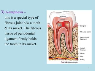 3) Gomphosis –
this is a special type of
fibrous joint b/w a tooth
& its socket. The fibrous
tissue of periodontal
ligament firmly holds
the tooth in its socket.
12
 