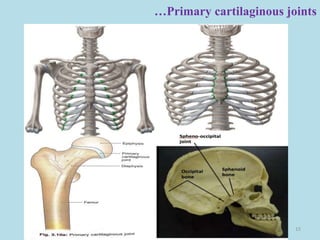 …Primary cartilaginous joints
15
 