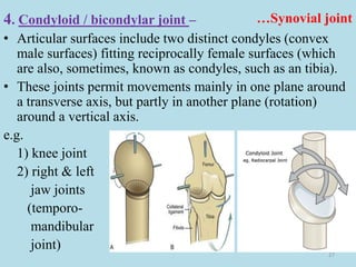 …Synovial joint
4. Condyloid / bicondylar joint –
• Articular surfaces include two distinct condyles (convex
male surfaces) fitting reciprocally female surfaces (which
are also, sometimes, known as condyles, such as an tibia).
• These joints permit movements mainly in one plane around
a transverse axis, but partly in another plane (rotation)
around a vertical axis.
e.g.
1) knee joint
2) right & left
jaw joints
(temporo-
mandibular
joint)
27
 