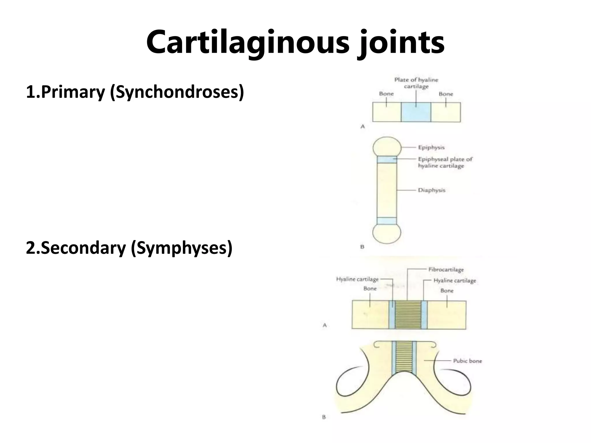 Cartilaginous joints
1.Primary (Synchondroses)
2.Secondary (Symphyses)
 